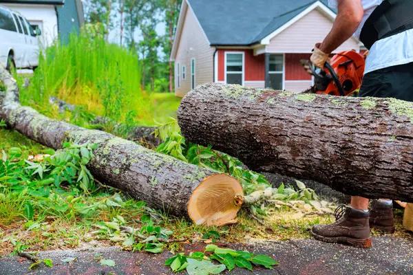 Tree Care Enterprises-Lake Geneva Comprehensive Tree Solutions