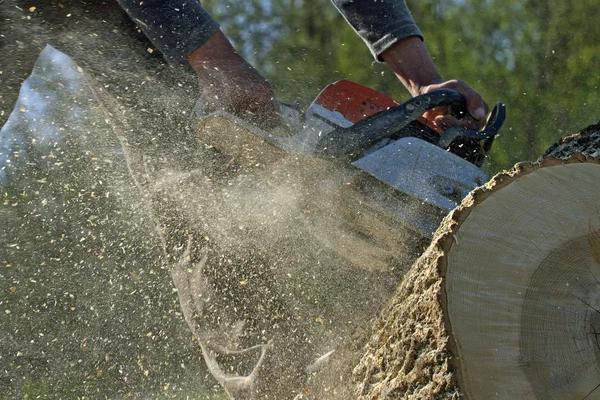 Affordable Tree Removal Service in Jackson MI for Residential Properties