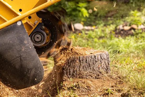Local Tree Removal Service Mobile Available Year Round