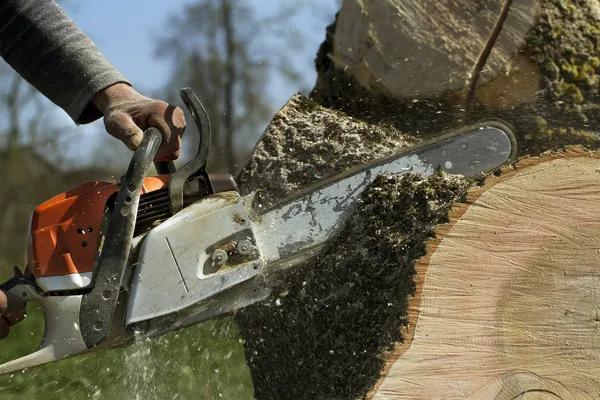 Reliable Sindt Tree Service Auburn for Professional Tree Care